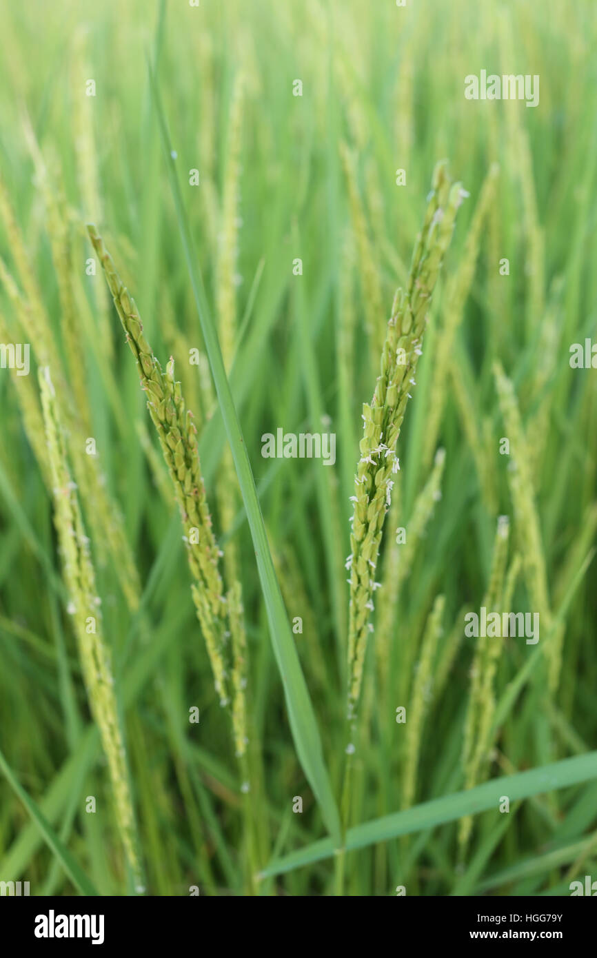 Rice plant near harvest time and evening sunlight,Agricultural lands in Thailand. Stock Photo