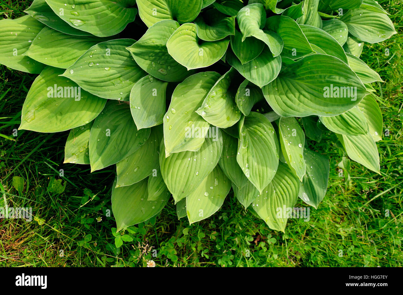 Wet leaves of Hosta fortunei Gold Standard Stock Photo