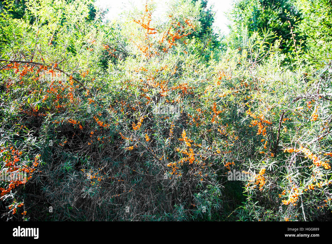 Seabuckthorn bush full of orange seabuckthorn fruits Stock Photo