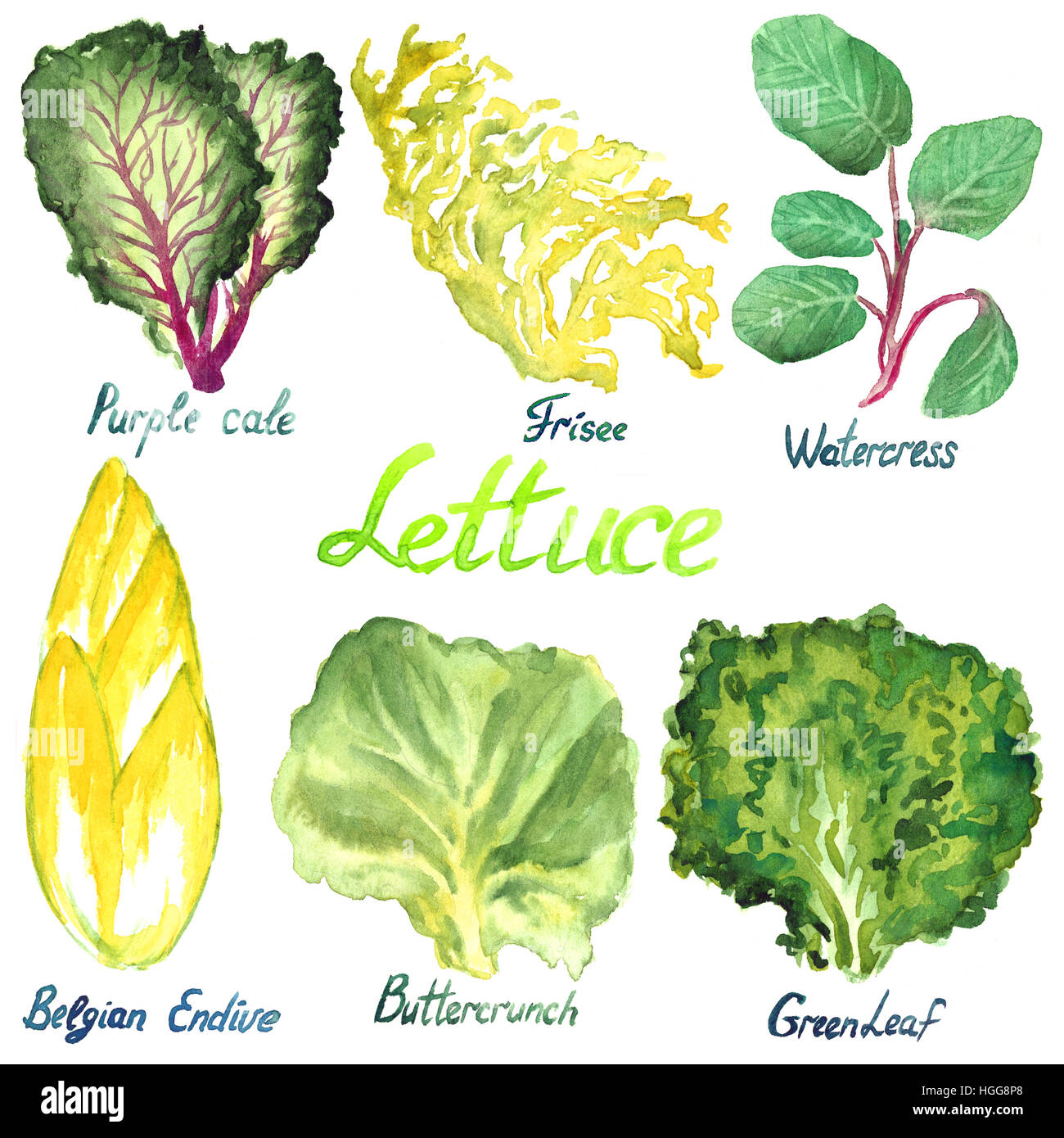 Lettuce variety set: Purple Cale, Frisee, Watercress, Belgian Endive,  Buttercrunch, Greenleaf Stock Photo - Alamy