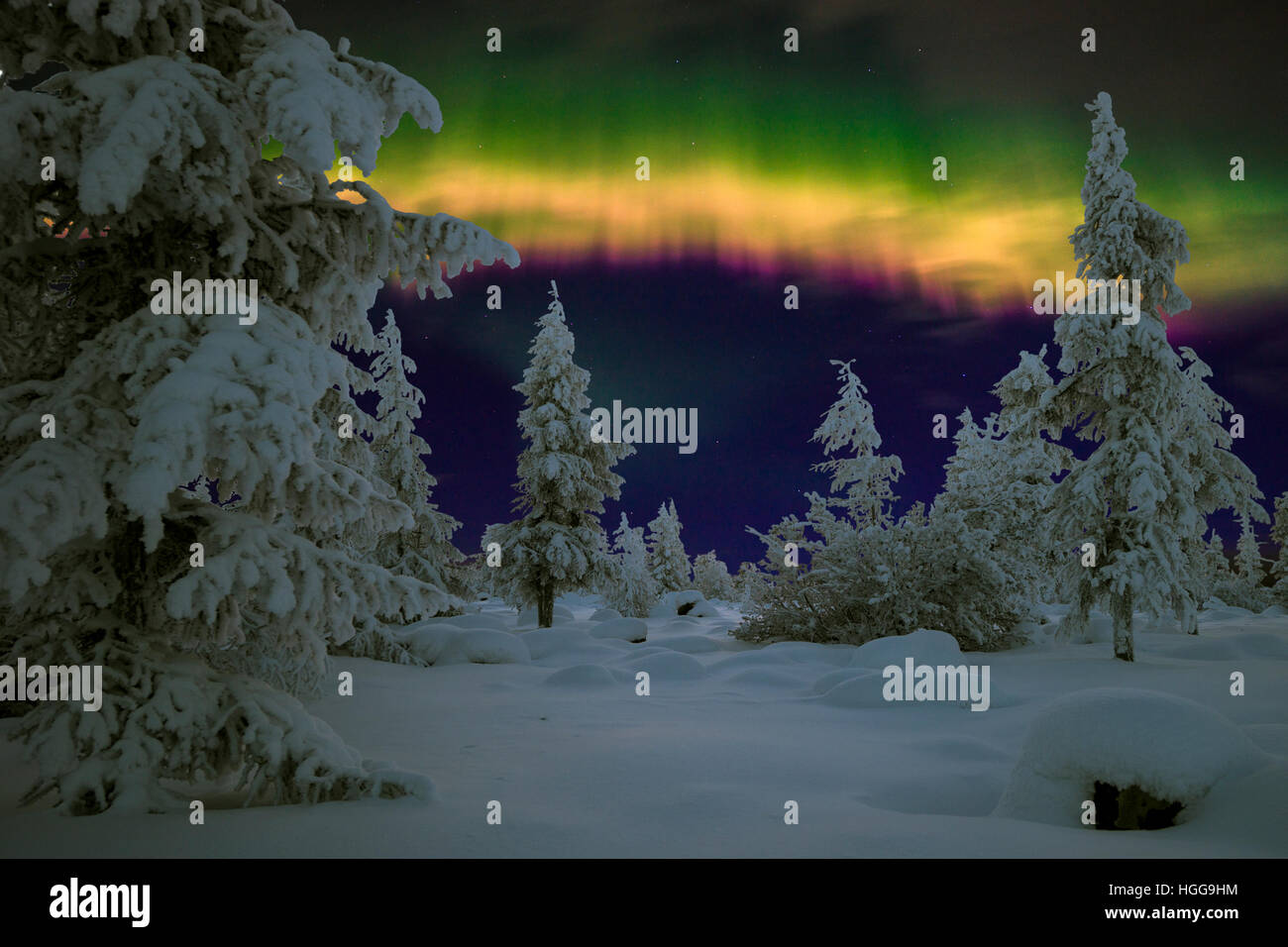 Northern Lights - Aurora borealis over snow-covered forest. Winter ...