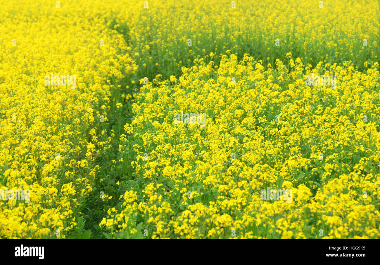Mustard field in rural area of Bangladesh Stock Photo