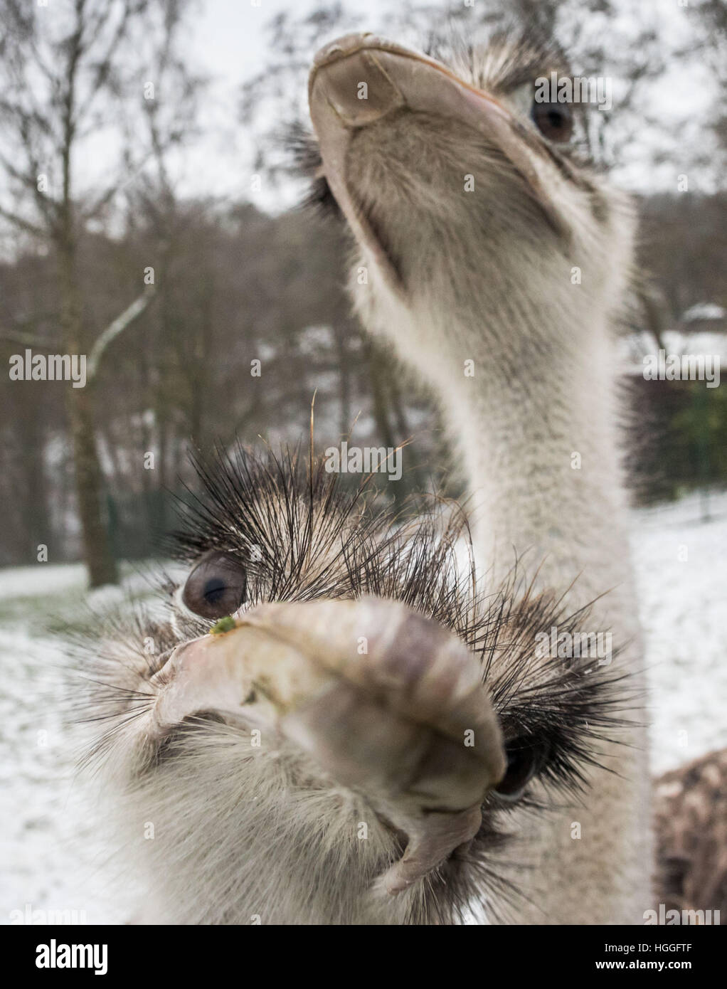 Kronberg, Germany. 9th Jan, 2017. Two ostrichs investigate the lense of the  photographer at the zoo in Kronberg, Germany, 9 January 2017. Photo: Frank  Rumpenhorst/dpa/Alamy Live News Stock Photo - Alamy