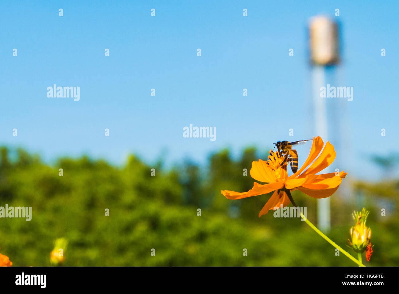 process color,Bee in flower amazing,honeybee pollinated of orange