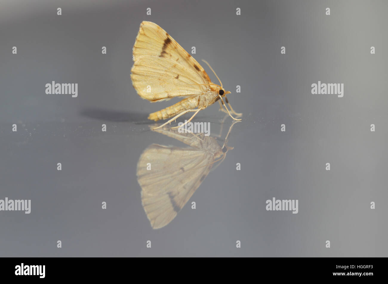 Bordered Straw (Heliothis peltigera), a migrant moth perched on a reflective surface, showing underwing Stock Photo