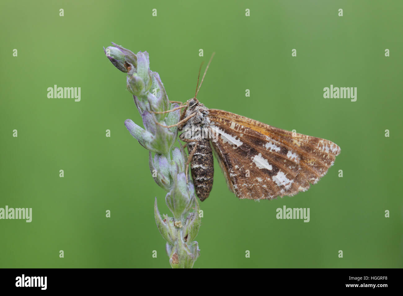 Bordered White (Bupalus piniaria), a day-flying moth perched on a lavender stem Stock Photo