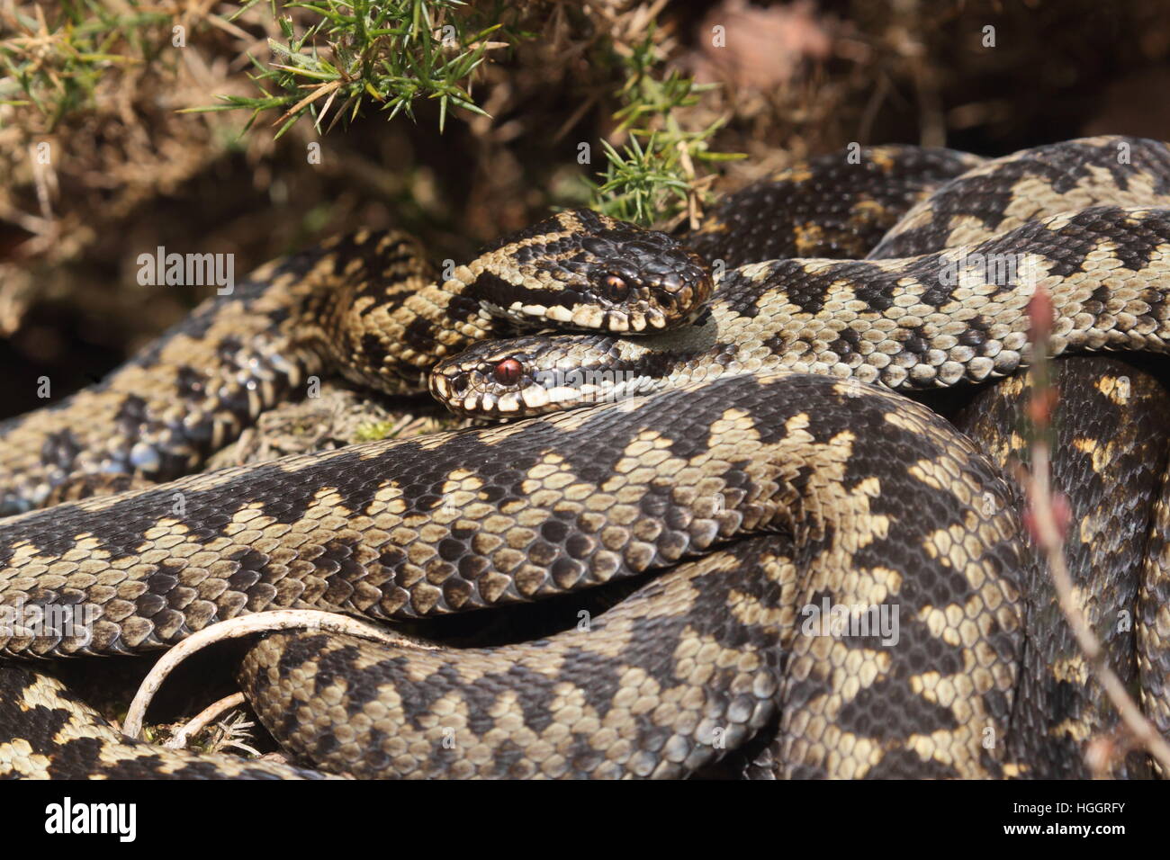 Close-up of two male Common European Adder (Vipera berus), sunbathing together, on a Norfolk heathland Stock Photo
