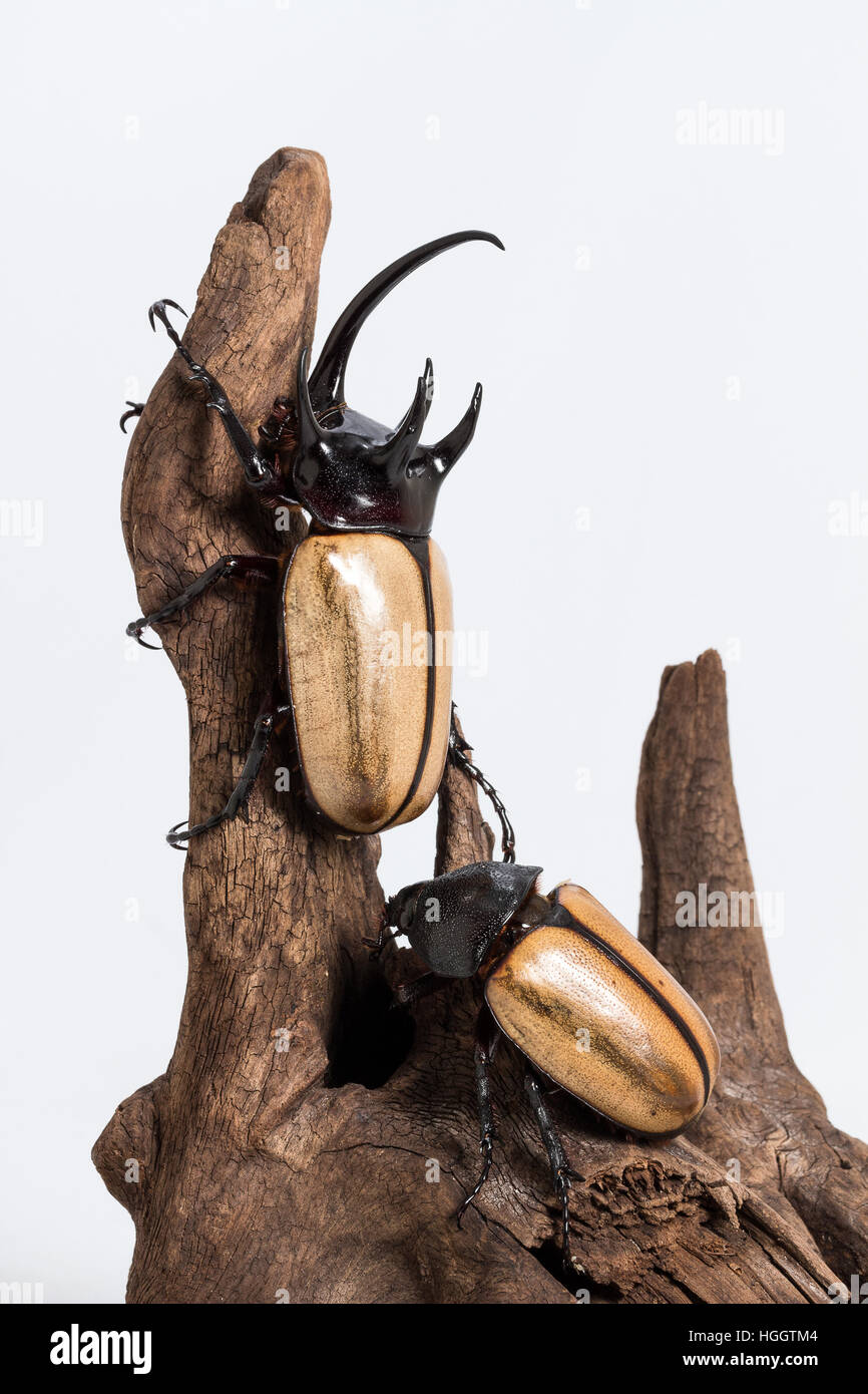 Five-horned Rhinoceros Beetle (Eupatorus gracilicornis) on the stump Stock Photo