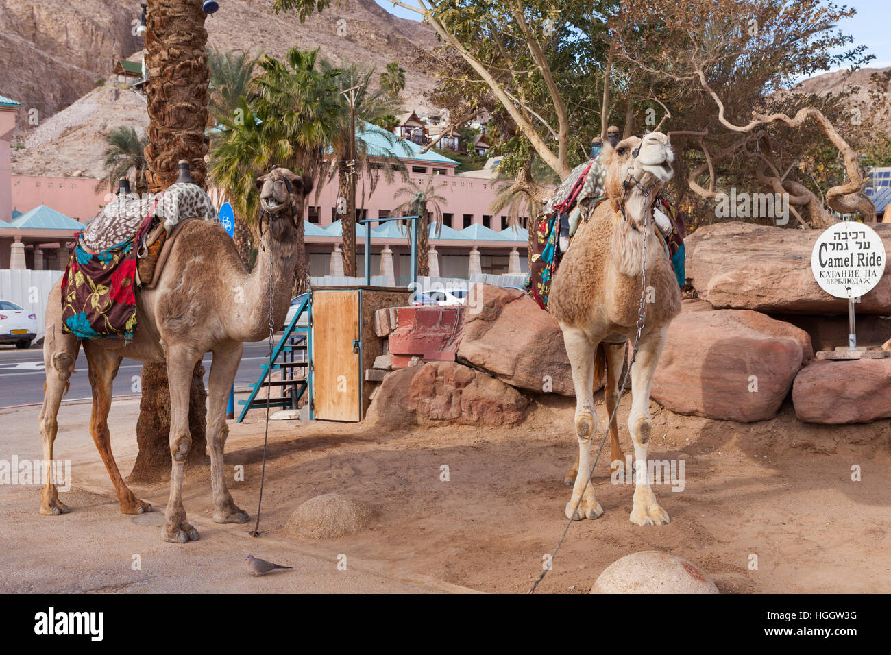 Two Camels at the desert city of Eilat Stock Photo