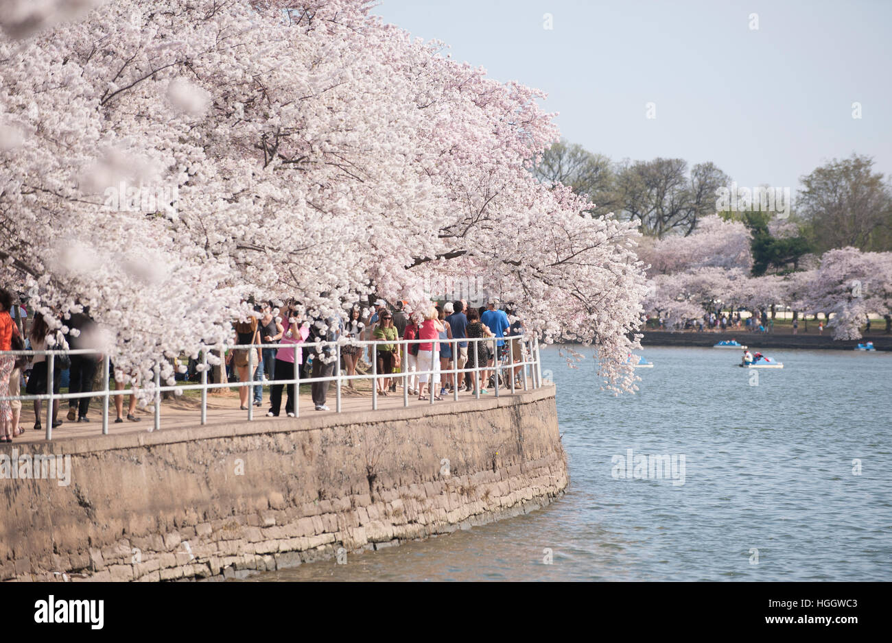 Tourists enjoy walking among beneath the blooming cherry blossom trees at the Tidal Basin in Washington, D.C. Stock Photo