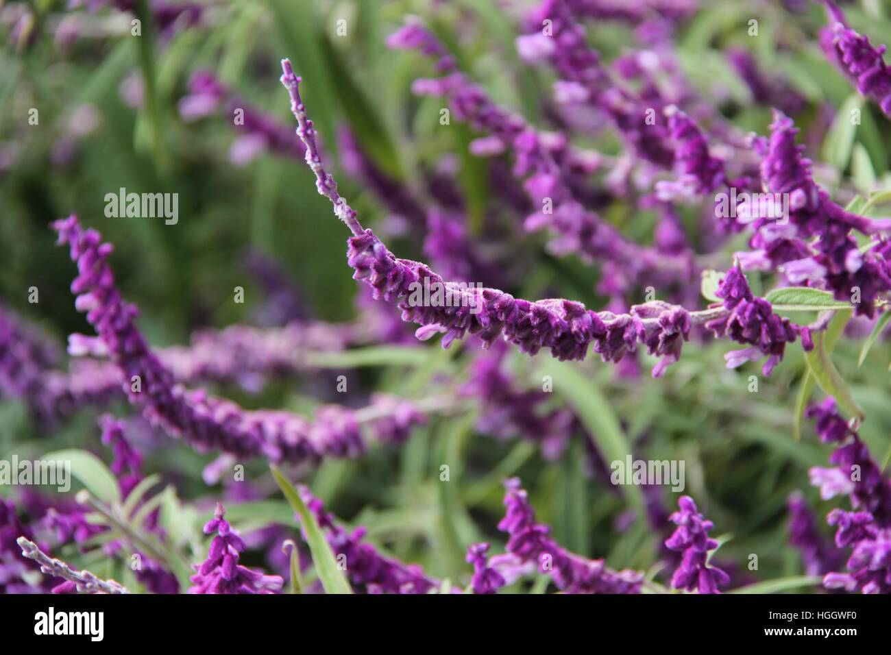 Flower flora perennial hires stock photography and images Alamy