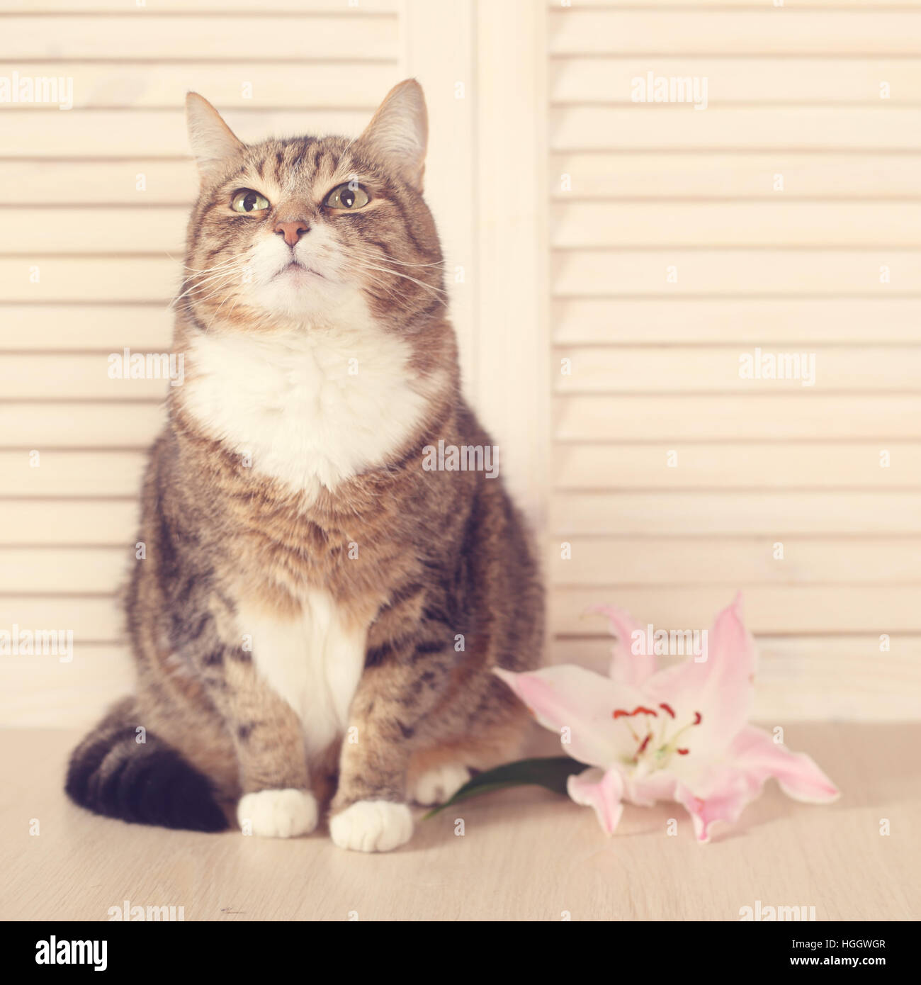 Surprise lily hires stock photography and images Alamy