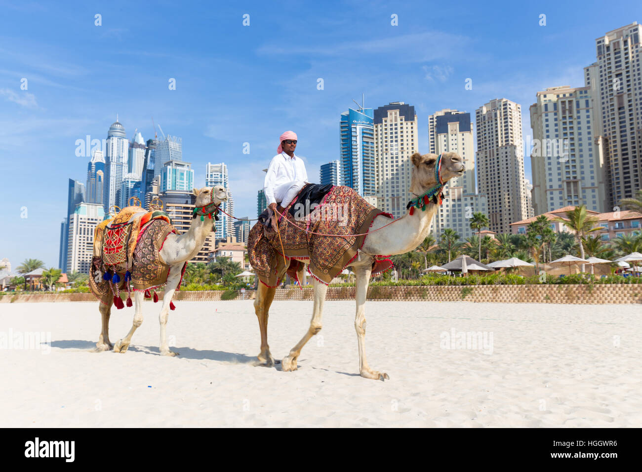 Man offering camel ride on Jumeirah beach, Dubai, United Arab Emirates. Stock Photo