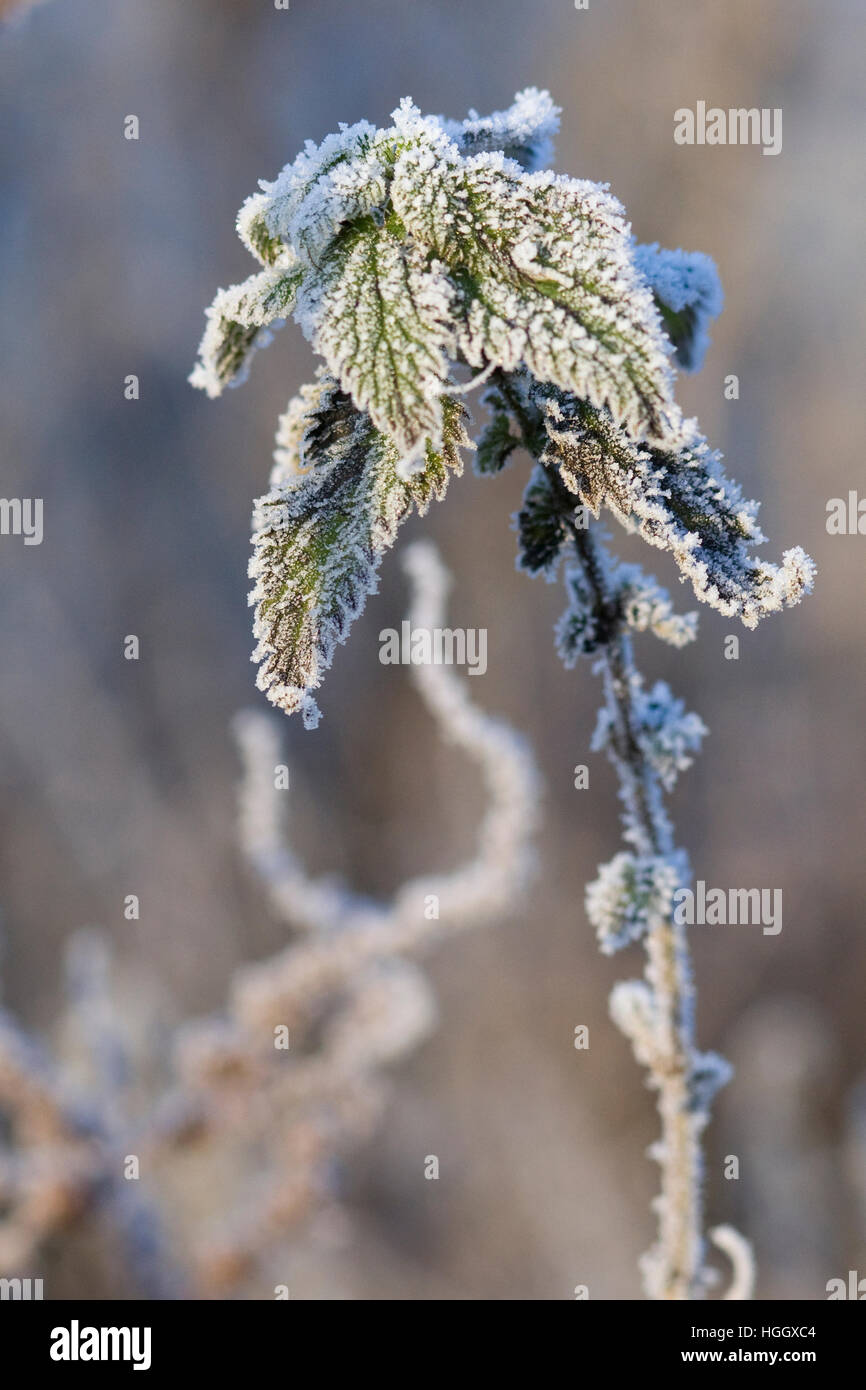 Hoar frost on dead grass hi-res stock photography and images - Alamy