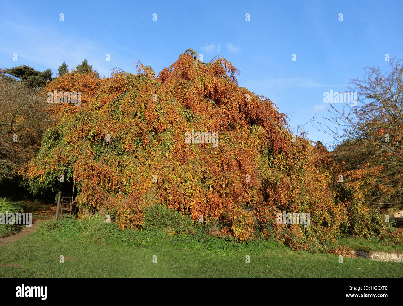Weeping Form of a Common Beech Tree ( Fagus sylvatica 'Pendula' ) in Autumn, UK Stock Photo