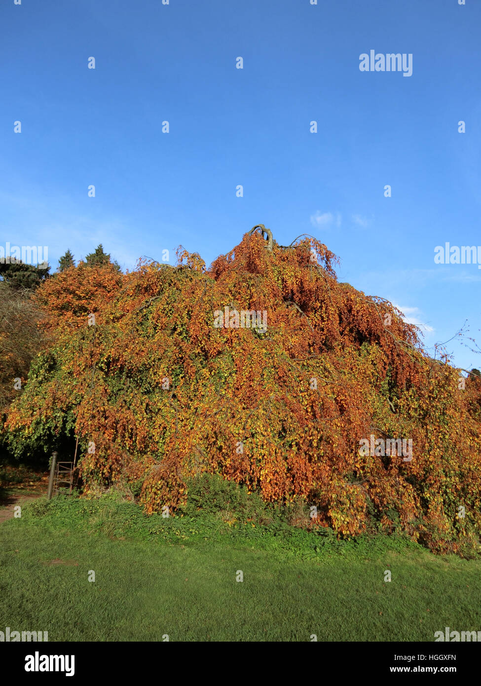 Weeping Form of a Common Beech Tree ( Fagus sylvatica 'Pendula' ) in Autumn, UK Stock Photo