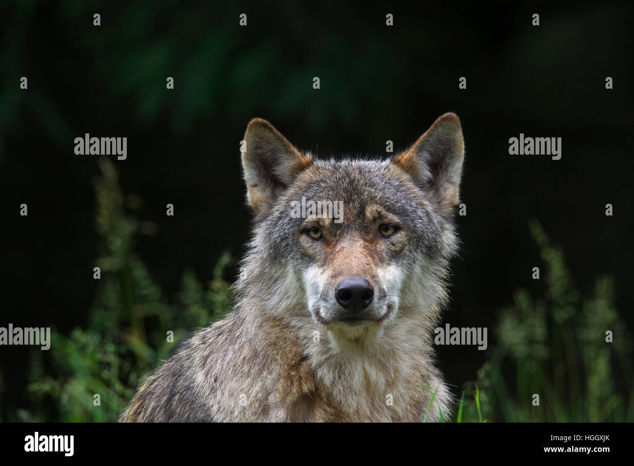 Close up portrait of solitary gray wolf / grey wolf (Canis lupus) in ...