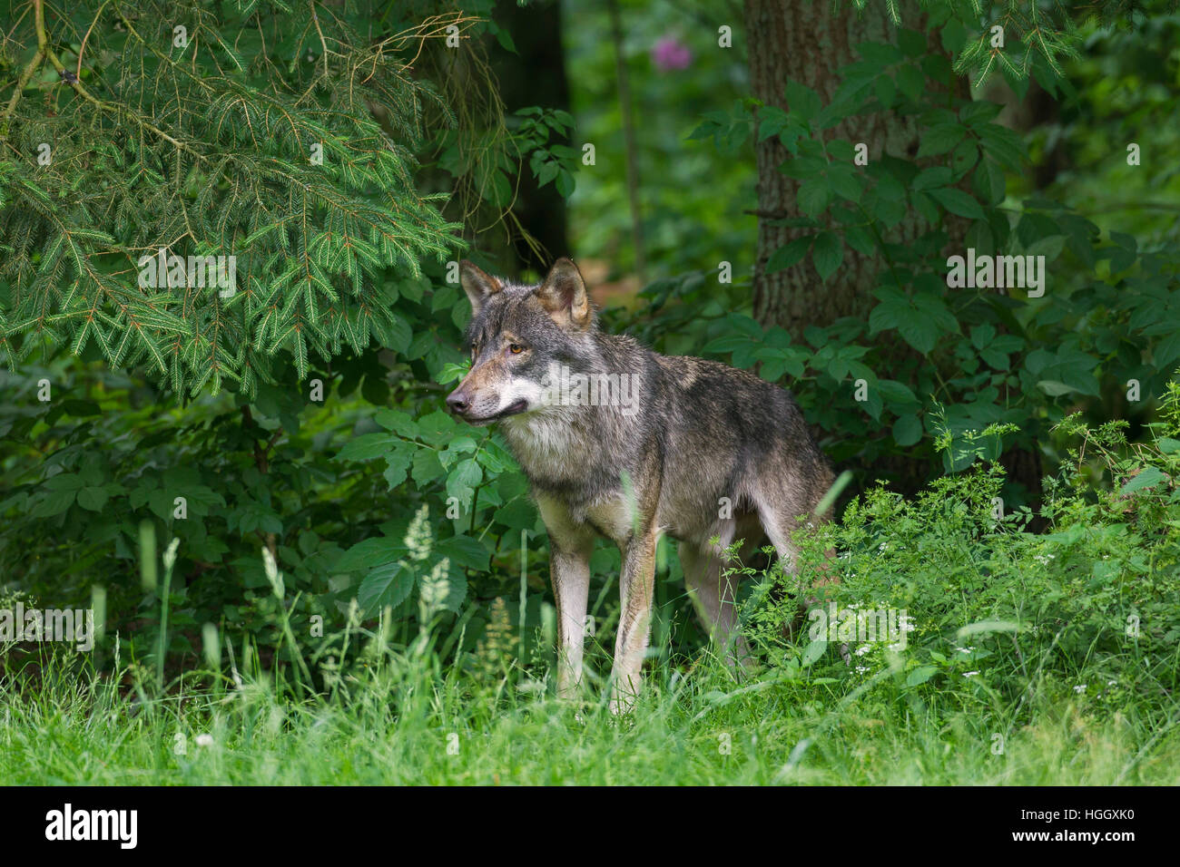 Solitary gray wolf / grey wolf (Canis lupus) in pine forest in summer Stock Photo