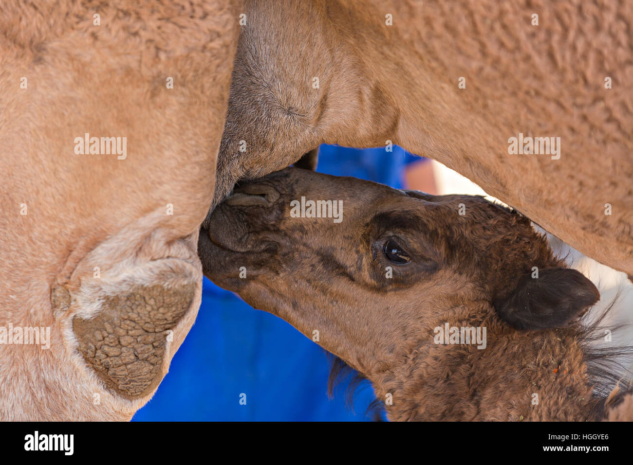 Baby camel suckles its mother in Turkestan, Kazakhstan. Stock Photo