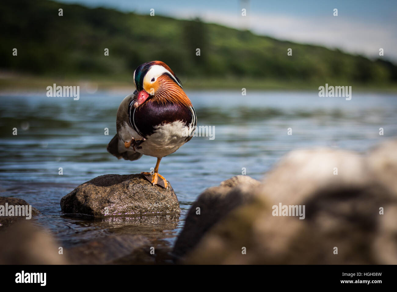 Mandarine duck outdoor Stock Photo