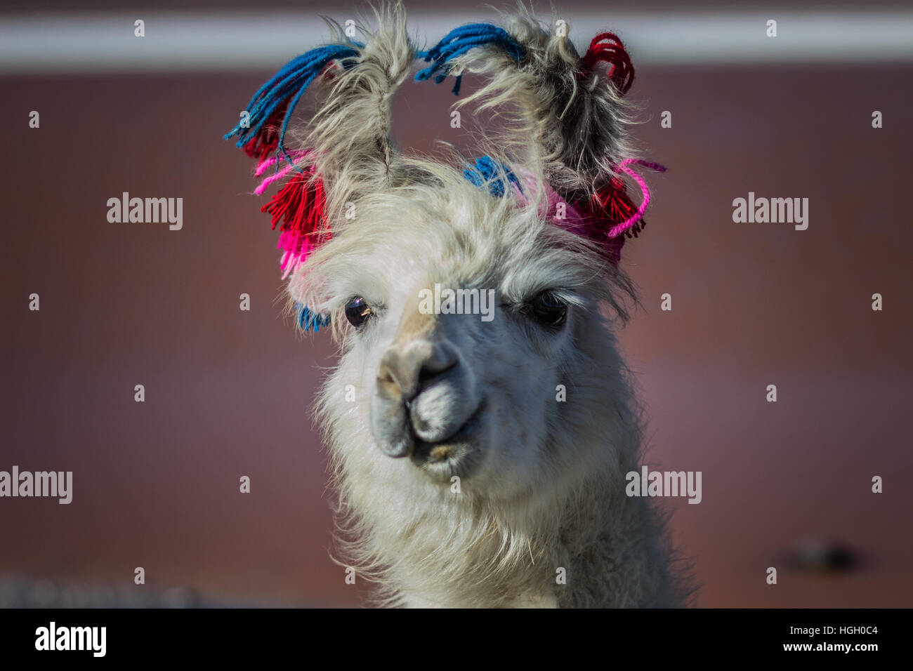 Cute lama hi-res stock photography and images - Alamy