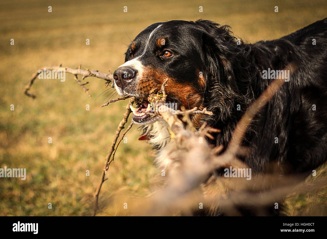 bernese dog with stock Stock Photo