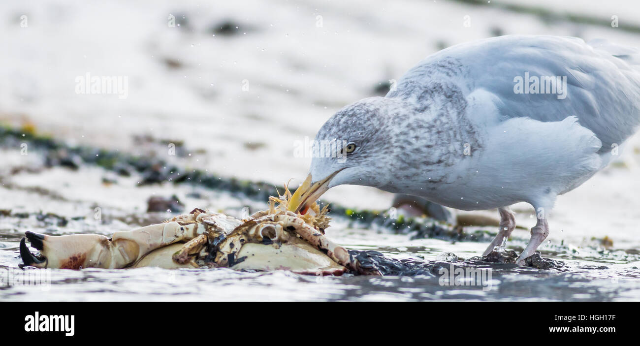 Herring gull Larus argentatus, juvenile feeds on washed up crab, St Mary's, Isles of Scilly, October Stock Photo