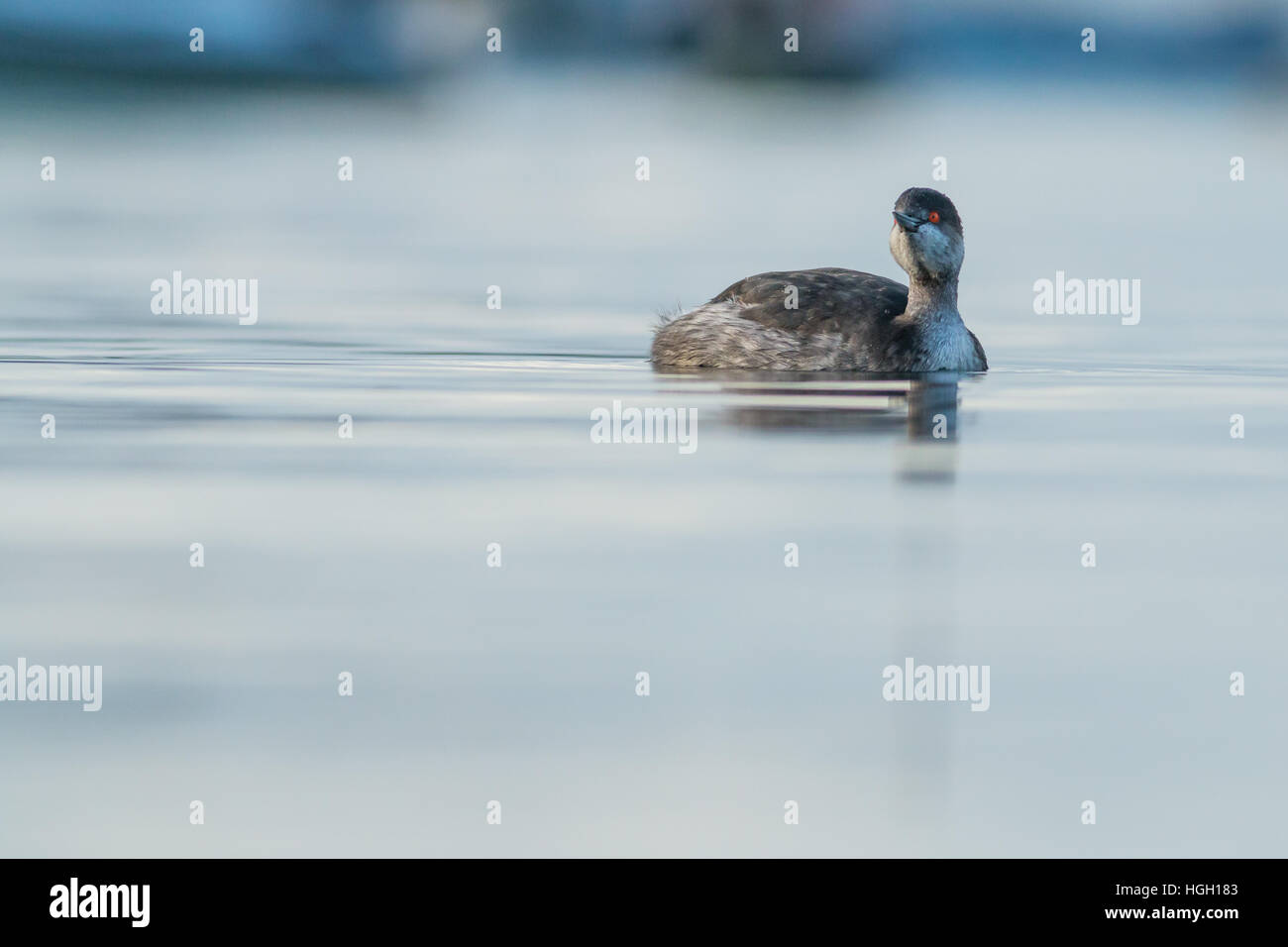 Black-necked grebe Podiceps nigricollis, water level images of a wintering individual in St Mary's Harbour, Isles of Scilly, October Stock Photo