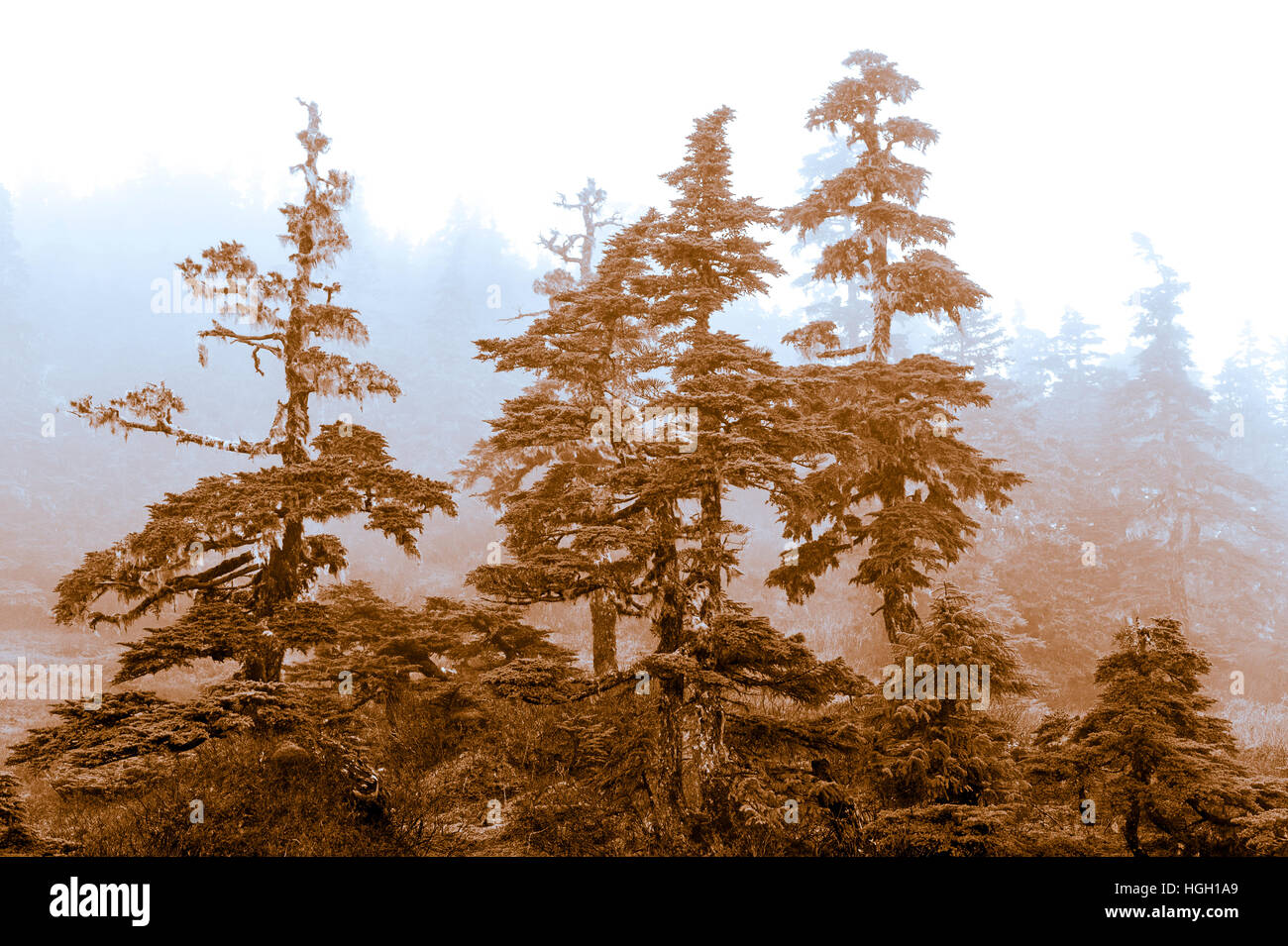 Silhouette of Mountain Hemlock on Harbor Mountain near Sitka, Alaska, USA. Photography by Jeffrey Wickett, NorthLight Photography.  https://northlight Stock Photo