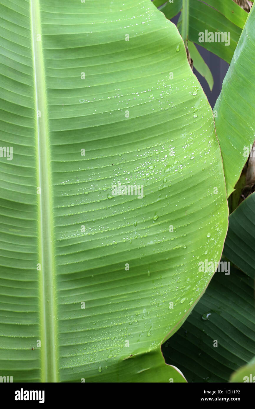 Fresh Banana leaves after rain with droplets Stock Photo