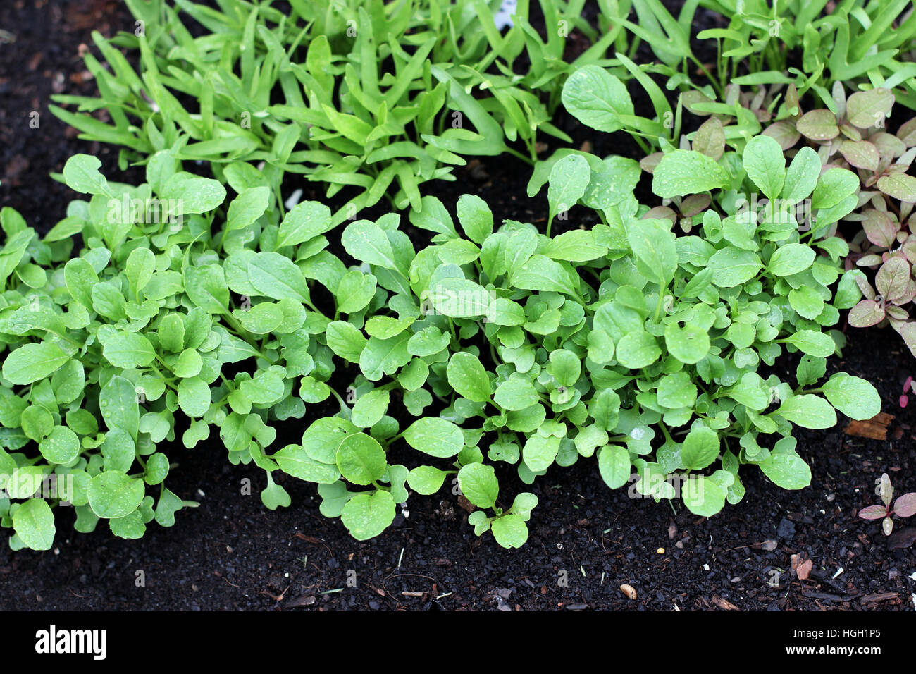 Choy Sum and Kang Kong seedlings sprouting on garden bed Stock Photo