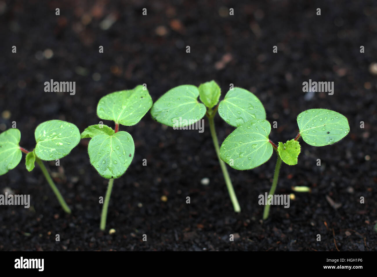 images Seedling Okra Sprouts https www alamy com stock photo close up of okra seedlings sprouting from the ground 130681662 html