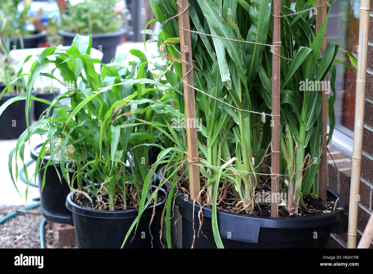 Growing corn in a pot Stock Photo Alamy
