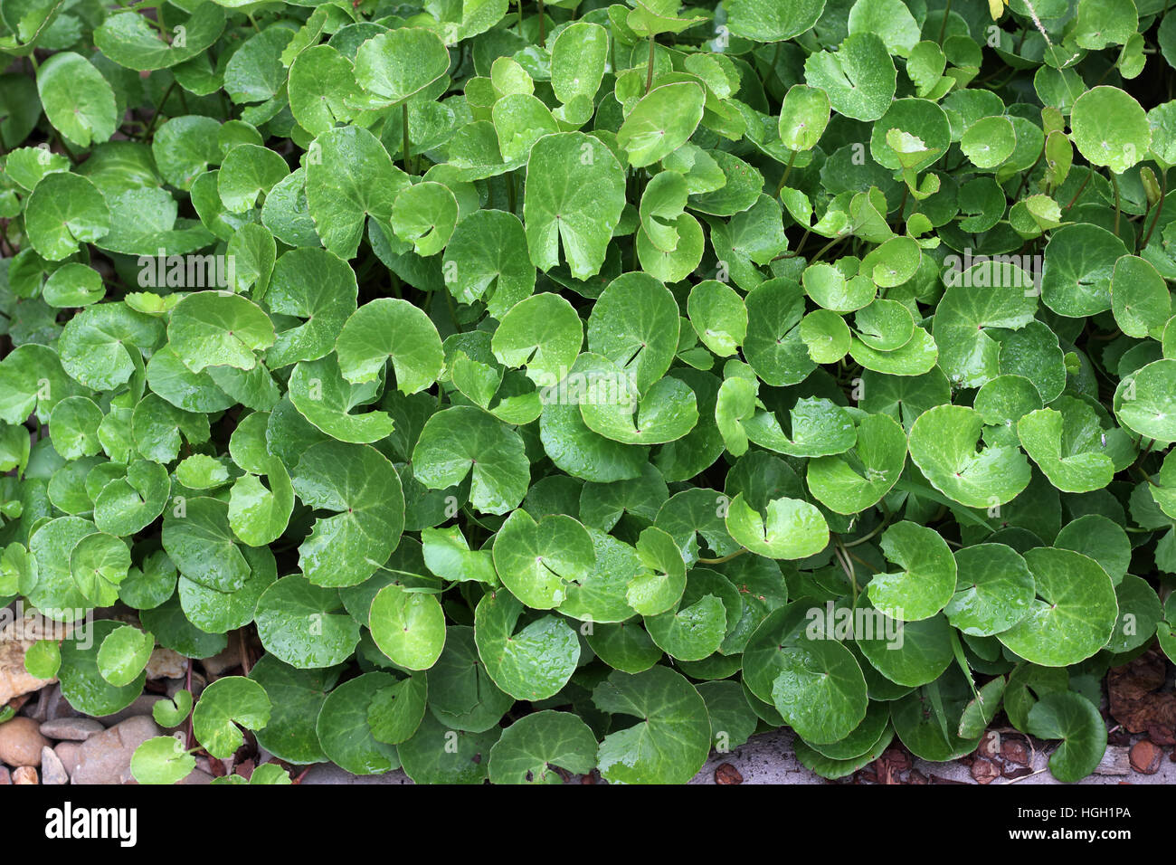 Close up of Gotu Kola, Centella asiatica or Pennywort, also known as plant to cure arthritis Stock Photo