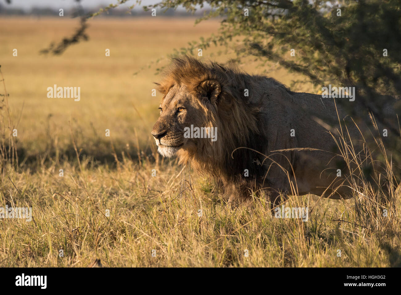 Lion Panthera Leo Male Chobe National Park Botswana Stock Photo 