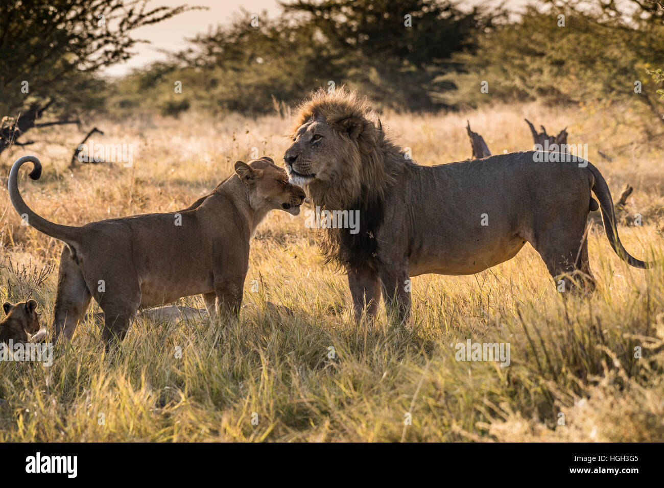 Lions Panthera Leo Pair Chobe National Park Botswana Stock Photo 