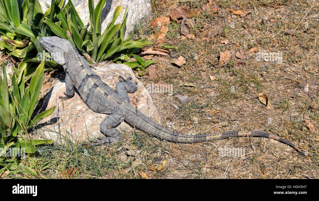 Black spiny-tailed iguana, also black iguana or black ctenosaur (Ctenosaura similis) basking on stone, Maya city of Uxmal Stock Photo