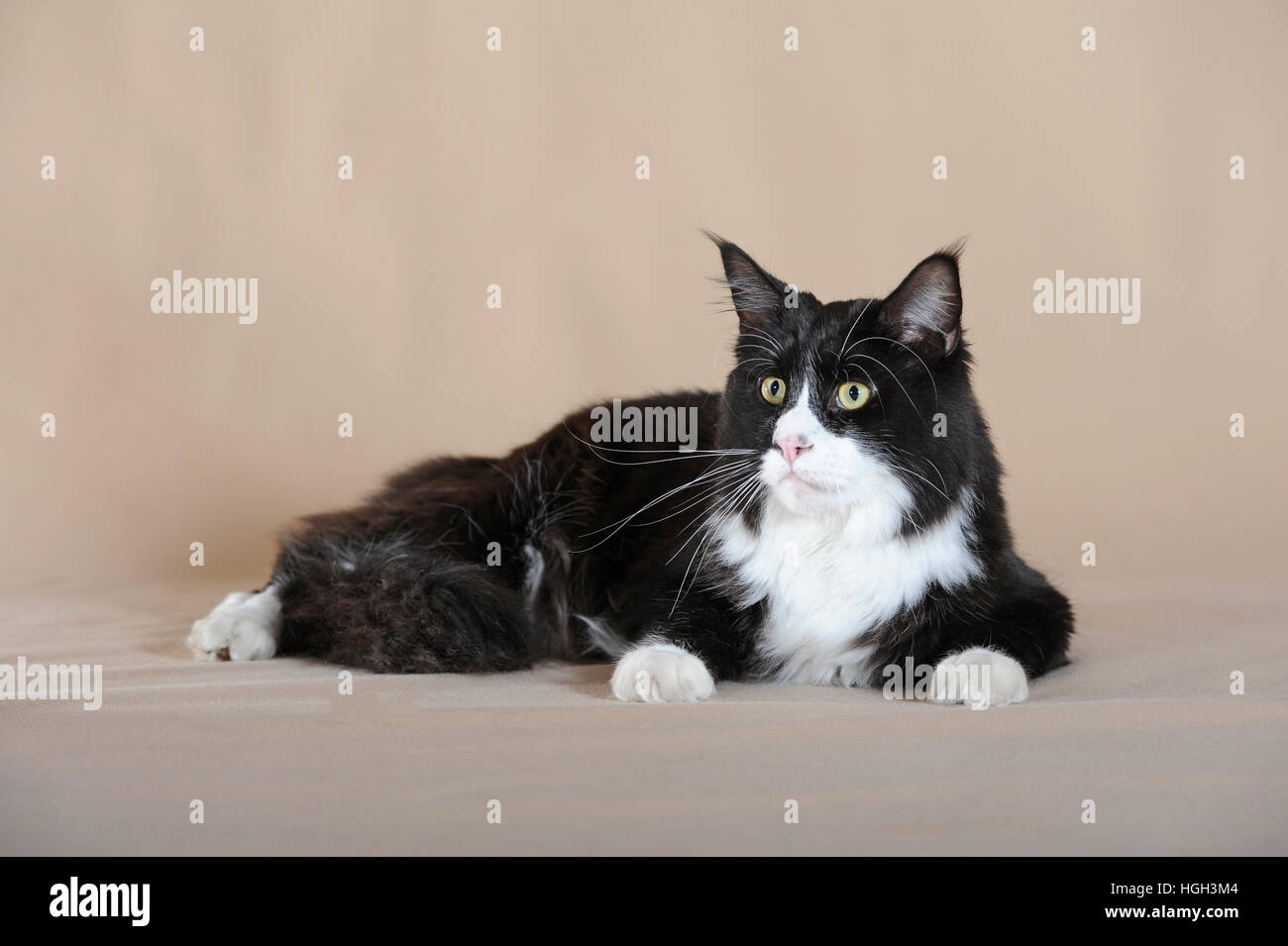 Maine Coon Black And White Cat Lying Stock Photo 130683172 Alamy