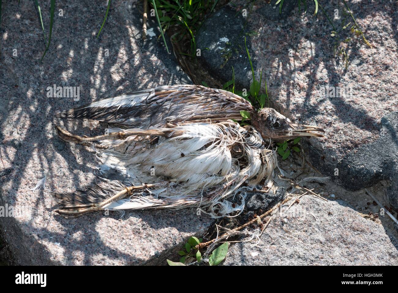 Dead seagull (Laridae), lying on stones, Schleswig-Holstein Wadden Sea National Park, Schleswig-Holstein, Germany Stock Photo