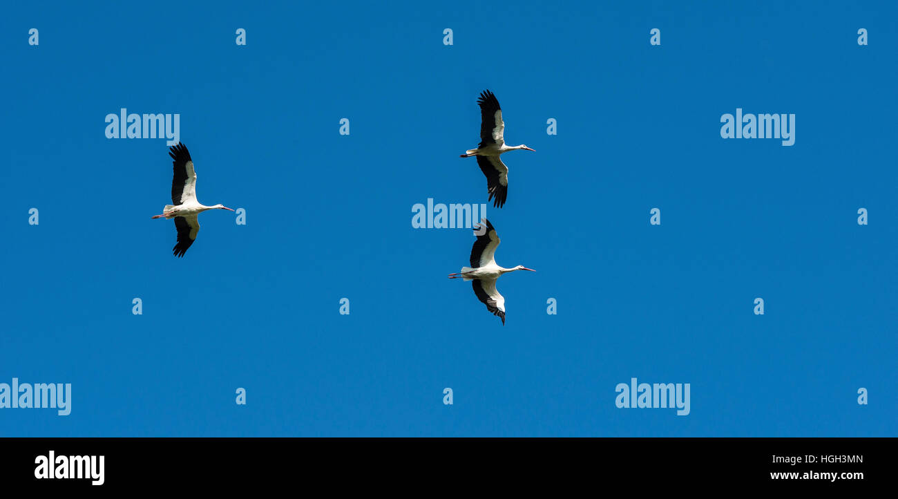Three white storks (Ciconia ciconia) in flight, blue sky, Schleswig-Holstein, Germany Stock Photo