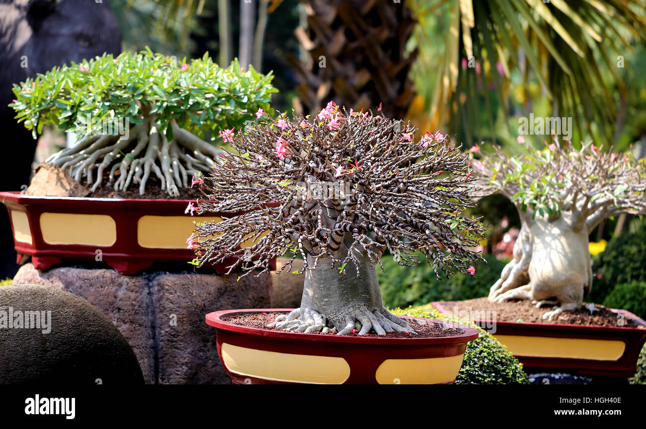 Photo beautiful amazing bonsai in the park Stock Photo