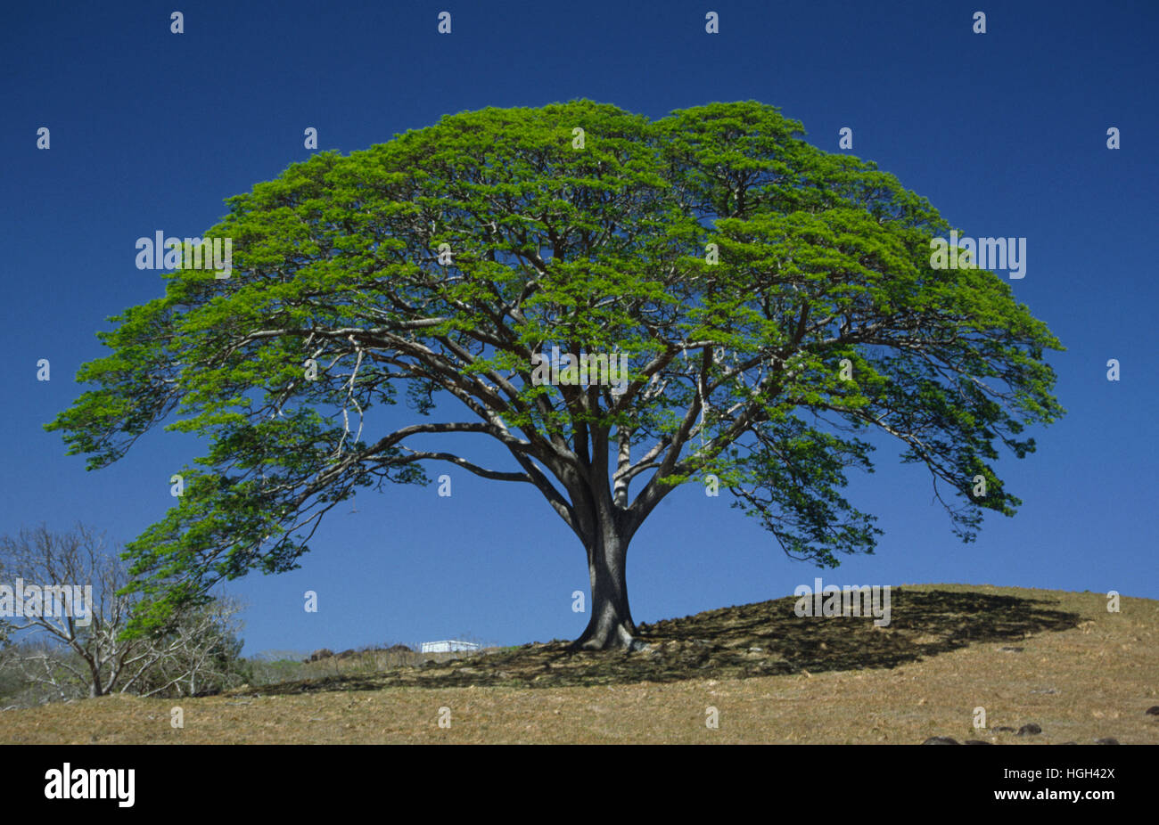 Guanacaste tree (Enterolobium cyclocarpum), Costa Rica, Central America Stock Photo