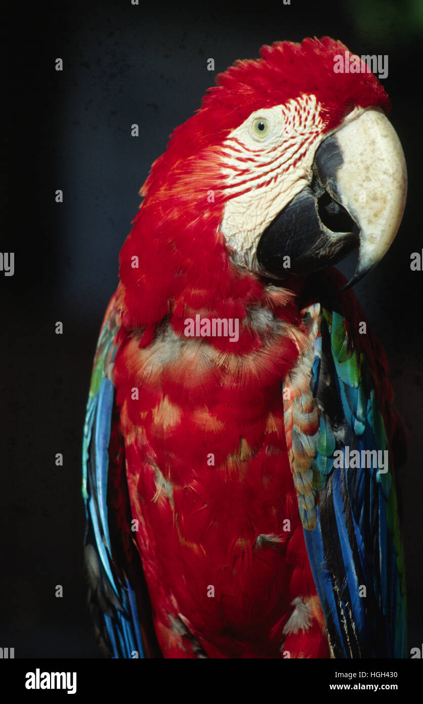 Scarlet Macaw (Ara macao) , also know as Lapa roja, Costa Rica, Central America Stock Photo