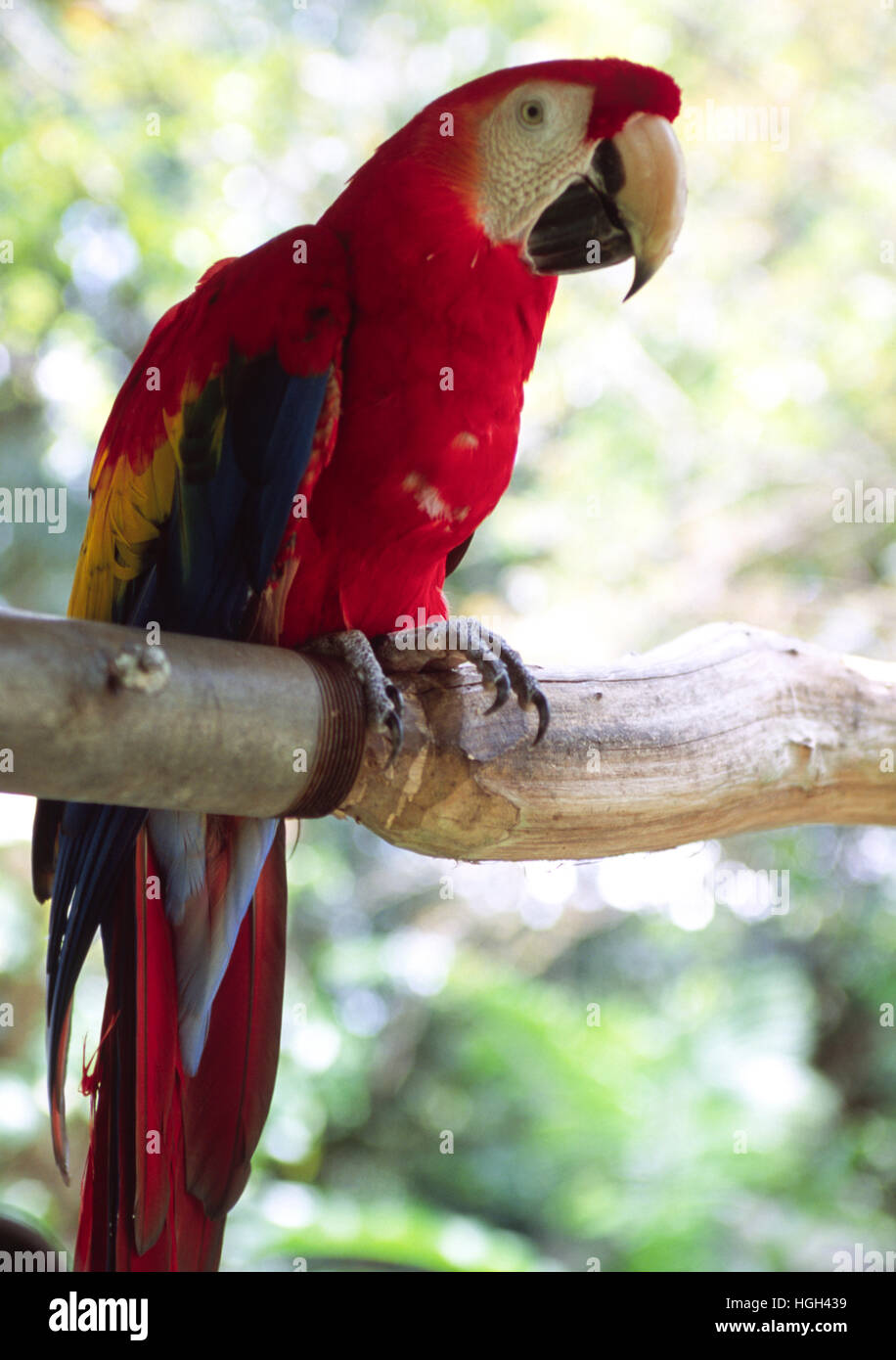 Scarlet Macaw (Ara macao), also know as Lapa roja, Costa Rica, Central America Stock Photo
