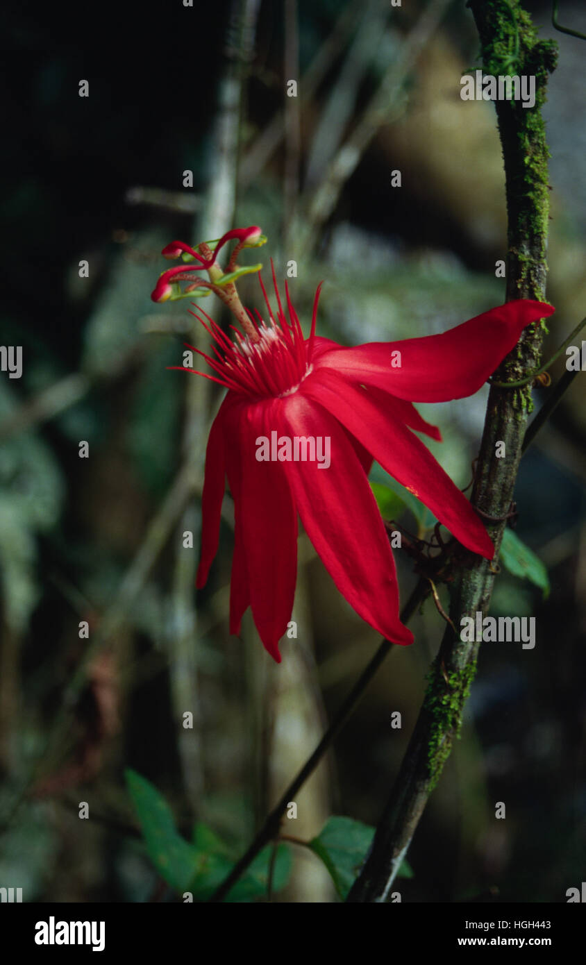 Passion flower, Passiflora vitifolia, Costa Rica, Central America Stock