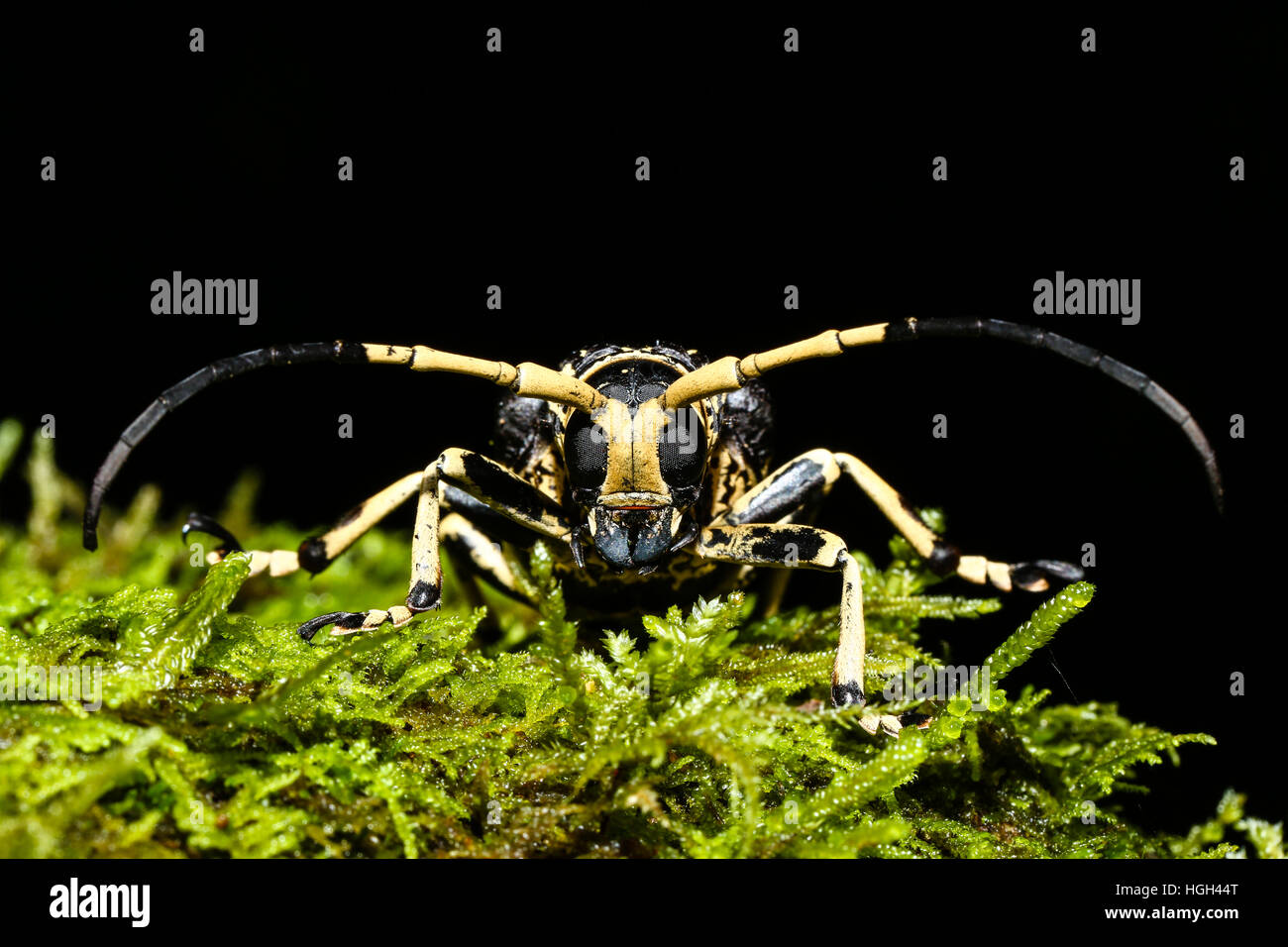 Longhorn beetles (Cerambycidae sp.) in moss, Amber Mountain, Madagascar Stock Photo