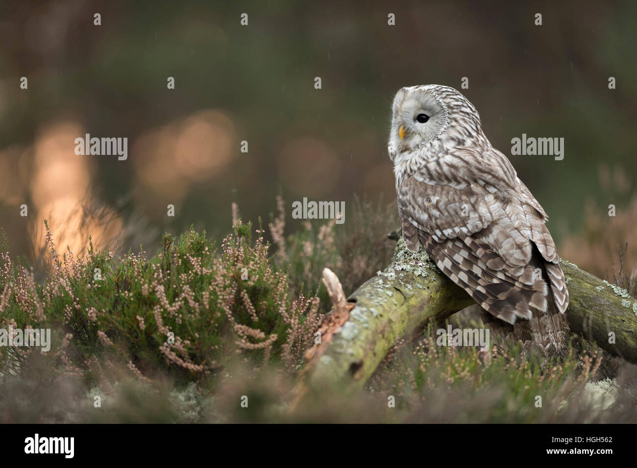 Ural Owl ( Strix uralensis ), perched on an old piece of wood, in open land, at daybreak, light rain, backside view. Stock Photo