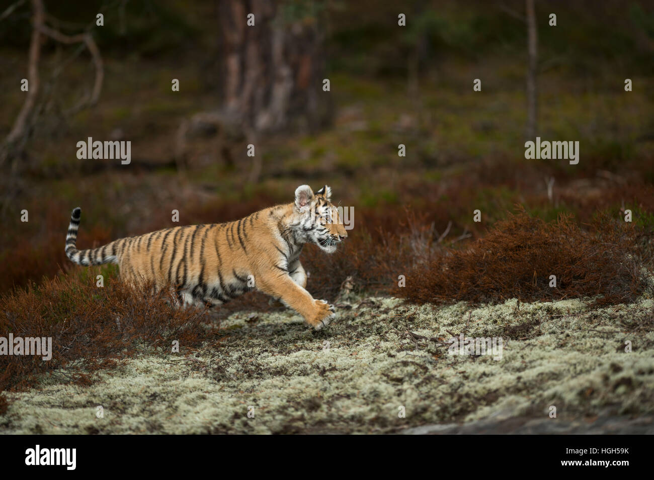 Royal Bengal Tiger / Koenigstiger ( Panthera tigris ), through undergrowth, jumping, passing a clearing, in a hurry. Stock Photo