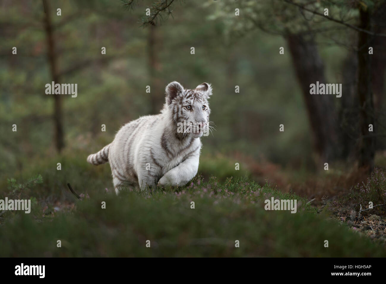Royal Bengal Tiger ( Panthera tigris ), white morph, running fast, jumping through a natural forest, low point of view. Stock Photo