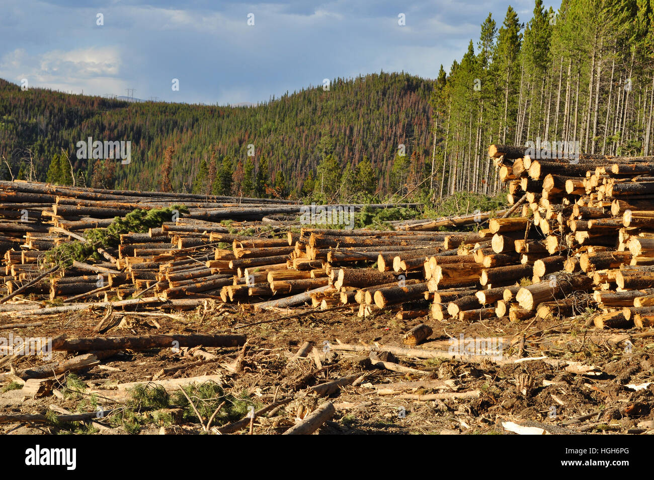 Logging pine trees in this Colorado forest. Clear cutting. Stock Photo